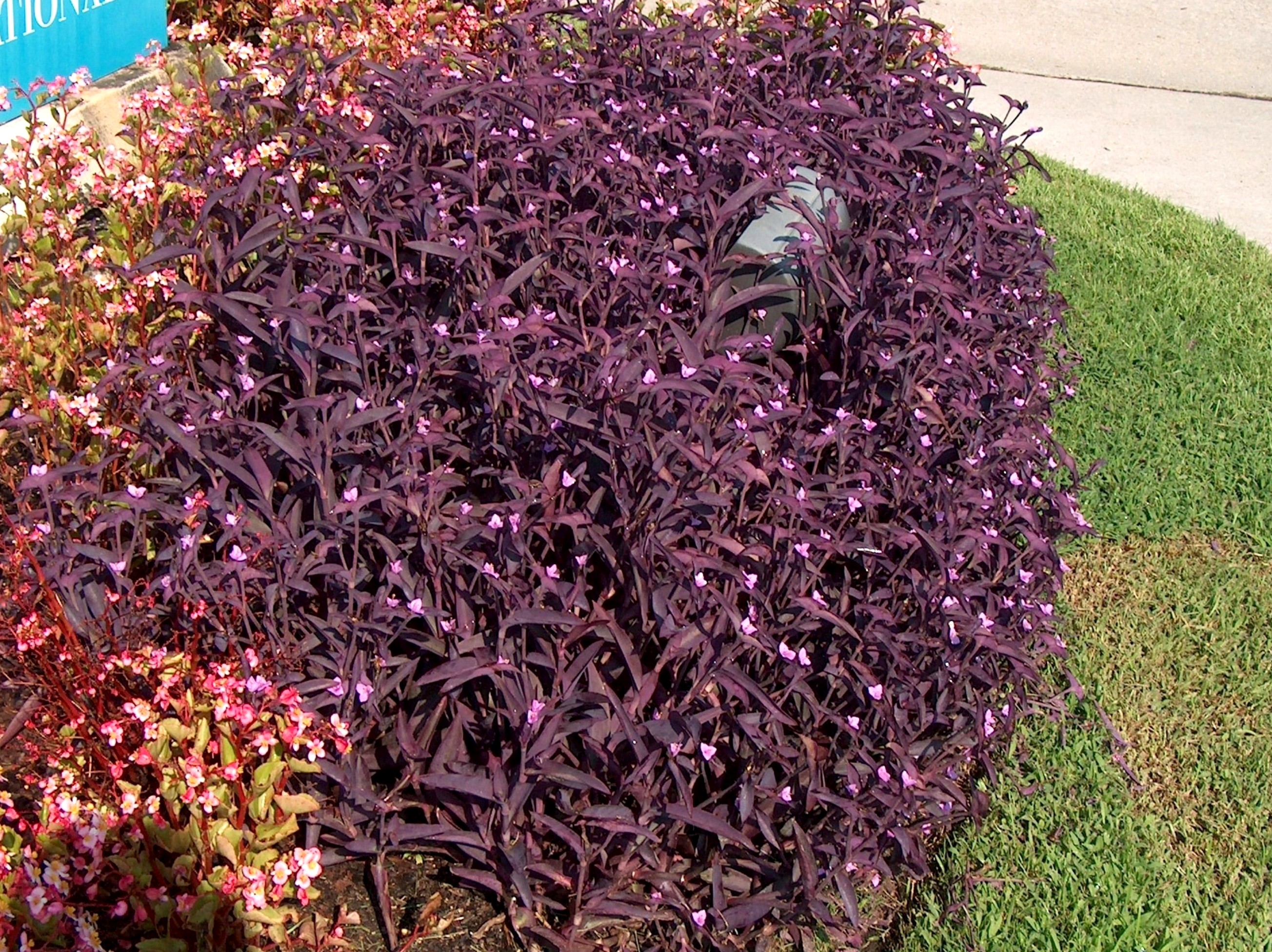 Online Plant Guide - Setcreasea pallida / Setcreasea